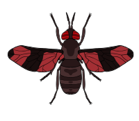 Redwing Fly.png