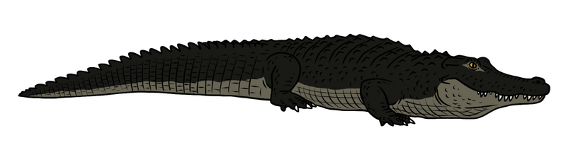 File:WestHornGator01.png