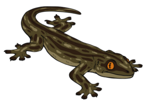 GallosGecko01.png