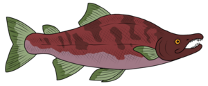 Zaitopiansockeye01.png
