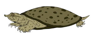OrnerySoftshell01.png